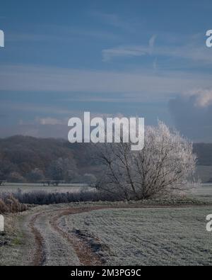 Vista invernale di Bergholt ovest, Essex. Paesaggio vinoso, alberi bianchi, campi, cespugli. Brina di bue su alberi e piante. Frost piuma. Foto Stock