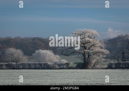 Vista invernale di Bergholt ovest, Essex. Paesaggio vinoso, alberi bianchi, campi, cespugli. Brina di bue su alberi e piante. Frost piuma. Foto Stock