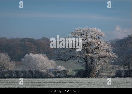 Vista invernale di Bergholt ovest, Essex. Paesaggio vinoso, alberi bianchi, campi, cespugli. Brina di bue su alberi e piante. Frost piuma. Foto Stock