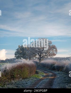 L'autunno incontra l'inverno. Toni caldi e freddi. West Bergholt paesaggio, viste. Campagna Essex nel mese di dicembre. Frost piume su alberi e arbusti. Foto Stock