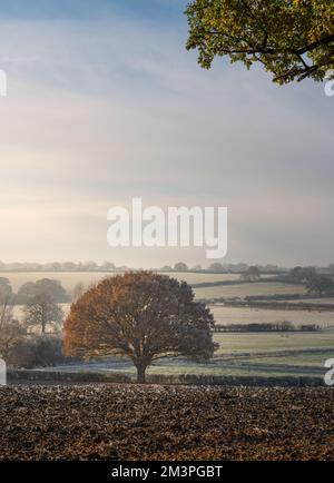 L'autunno incontra l'inverno. Toni caldi e freddi. West Bergholt paesaggio, viste. Campagna Essex nel mese di dicembre. Lone albero su un campo. Foto Stock