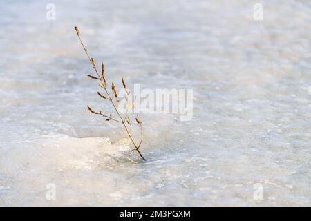 Una panicola d'erba viene da sotto il ghiaccio di un lago ghiacciato nel tardo pomeriggio durante l'inverno. Foto Stock