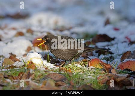 Maschio Blackbird mangiare mele sul terreno coperto di neve nella foresta di Dean Gloucestershire Foto Stock