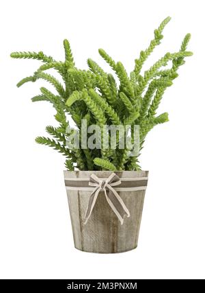 Crassula muscosa lycopodioides piante in vaso isolato su bianco Foto Stock