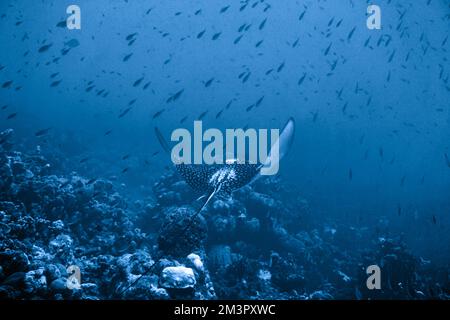 Avvistato raggio di aquila nuotare nel Mar dei Caraibi. Acqua blu. Rilassato, Curacao, Aruba, Bonaire, animale, Immersioni subacquee, oceano, sotto il mare, sottomarino Foto Stock