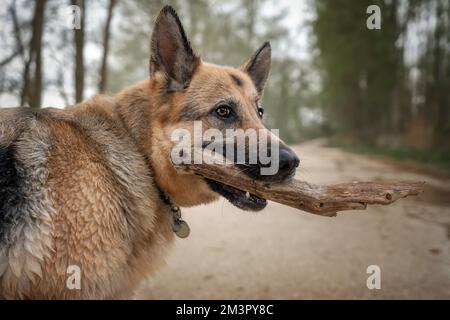 Il tedesco Shepherd Dog ha fatto un primo piano portando un bastone in bocca Foto Stock