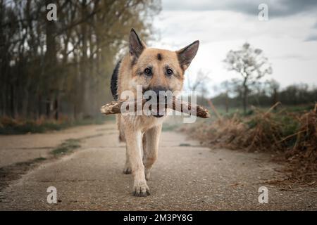 German Shepherd Dog primo piano portando un bastone e camminando direttamente verso la macchina fotografica Foto Stock