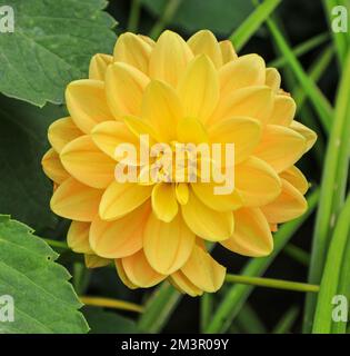 La testa di fiore giallo brillante di Dahlia 'lampada di Aladdin' Foto Stock
