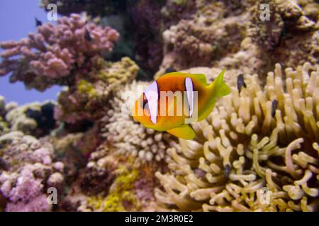 Bellissimo pesce pagliaccio Nemo da trovare Nemo nell'anemone nelle calde acque tropicali del Mar Rosso a Hurghada, Egitto. Immersioni subacquee oceano sottomarino Foto Stock