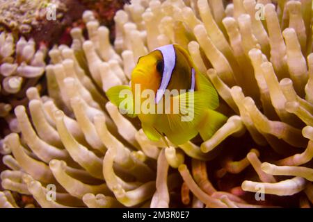 Bellissimo pesce pagliaccio Nemo da trovare Nemo nell'anemone nelle calde acque tropicali del Mar Rosso a Hurghada, Egitto. Immersioni subacquee oceano sottomarino Foto Stock