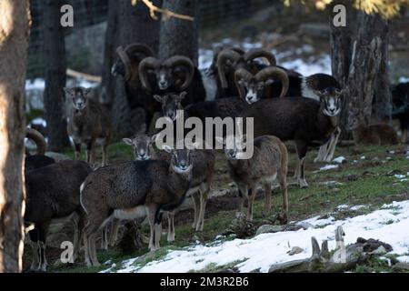 Pecore selvatiche - muflon, muflo, muflon. Parc Animalier - Parco Naturale, Les Angles, Capcir, Pirenei Orientali, Francia Foto Stock