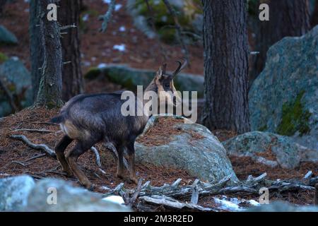 Camoscio dei Pirenei, Rupicapra pirenaica - Isardo, Foto Stock