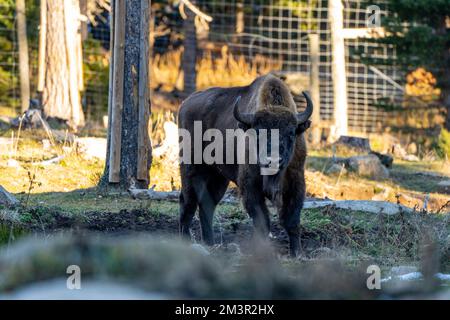 Bisonte europeo (Bison bonasus) - Parc Animalier - Parco Naturale, Les Angles, Capcir, Pirenei Orientali, Francia Foto Stock