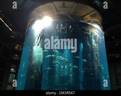 Un subacqueo pulisce l'interno dell'AquaDom Aquarium al Radisson Blu hotel Berlin, pieno di pesci - Febbraio 2014 Foto Stock