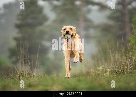 Fox Red Labrador giocare nella foresta con la sua palla tutti felici Foto Stock