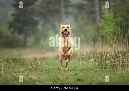 Fox Red Labrador giocare nella foresta con la sua palla tutti felici Foto Stock