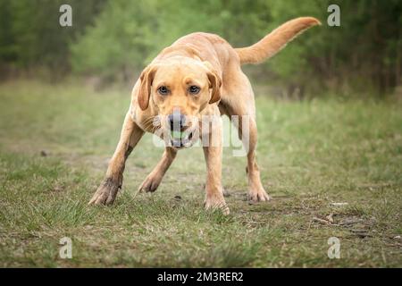 Fox Red Labrador giocare nella foresta con la sua palla tutti felici Foto Stock