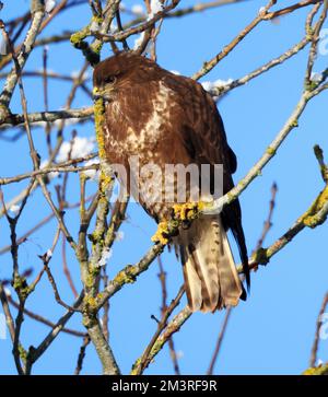 Un Buzzard comune durante i freddi mesi invernali nel Cotswold Hill Gloucestershire UK Foto Stock