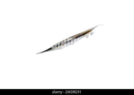 Gamberetti coralli striati (Aeoliscus strigatus), freescale, pesci scolari, barriera corallina, Indo-Pacifico, sfondo bianco Foto Stock
