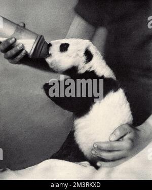 Ruth Harkness e il suo bambino Giant Panda, Sun-Lin Foto Stock