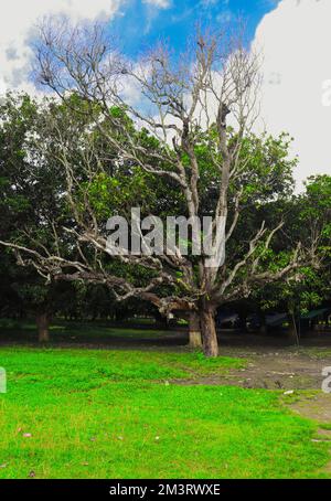 Il modo più chiaro per entrare nell'Universo è attraverso una foresta selvaggia Foto Stock