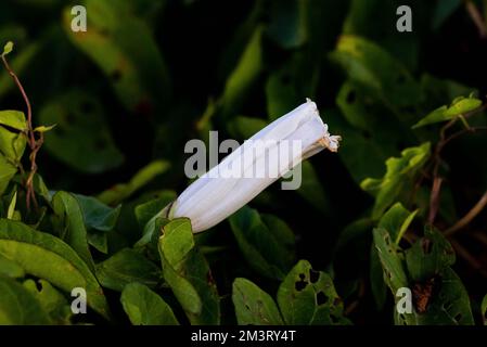 Un primo piano di un grande fiore a bindweed su uno sfondo morbido e sfocato Foto Stock