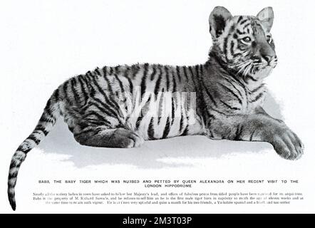 Babs il cucciolo di tigre all'ippodromo di Londra Foto Stock