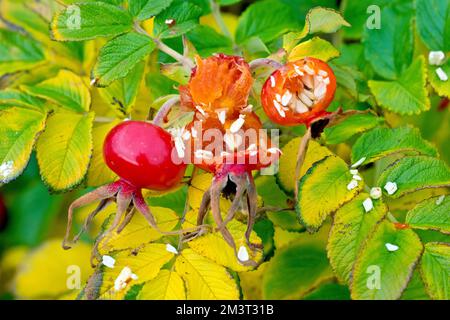 Rosa selvaggia o giapponese (rosa rugosa), primo piano che mostra i grandi semi rossi o anche dell'arbusto aperto dagli uccelli per arrivare ai semi all'interno. Foto Stock