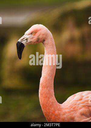 Uno scatto verticale di un fenicottero rosa Foto Stock