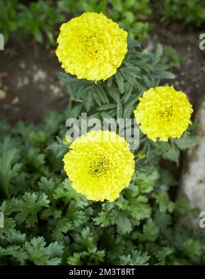 Fiori gialli di Tagetes erecta nel giardino. Estate e primavera. Foto Stock