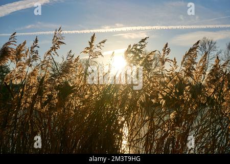 Prendere il sole splendente attraverso un letto di canna asciutto in inverno Foto Stock