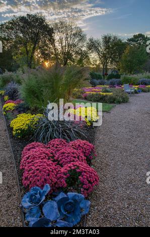 Le mamme e altre piante colorano i giardini autunnali di Cantigny Park, nella contea di DuPage, Illinois Foto Stock