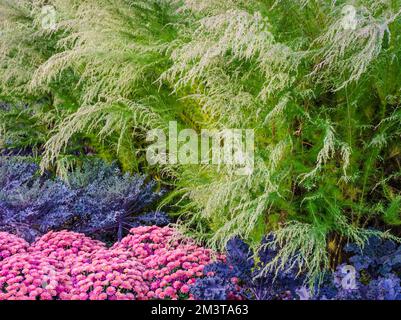 Un arbusto di piume ancora verde, Mums e Kale creano un modello colorato lungo un percorso all'inizio dell'autunno a Cantigny Gardens, DuPage County, Illinois Foto Stock