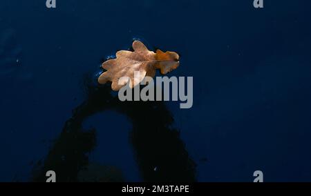 Solitario foglia secca d'autunno su una superficie di stagno congelato Foto Stock