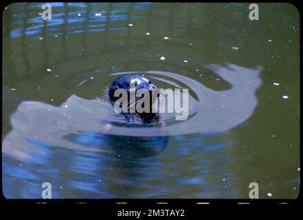 Foca in uno zoo, animali foche, zoo, animali da zoo. Collezione Edmund L. Mitchell Foto Stock