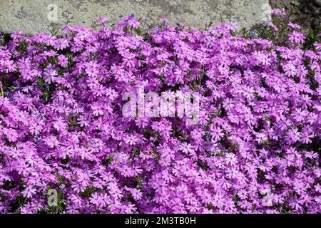 Rosa, Phlox subulata strisciante, Phlox 'Fort Hill' Edge, Phlox strisciante, Phloxes, fioritura, lunga vita, Erbaceo, muschio Foto Stock