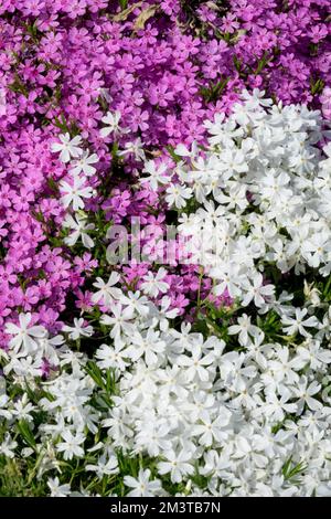 Misto, Floxes, Creeping, Phlox subulata, 'fiocco di neve', 'Zwergenteppich', Rosa, Bianco, Flox, Giardino, Fiori Foto Stock