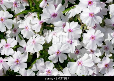 Bianco, Phlox subulata, Moss phlox, flox strisciante, fioritura, Phloxes, Phlox subulata 'Pharao Red Eye' Foto Stock