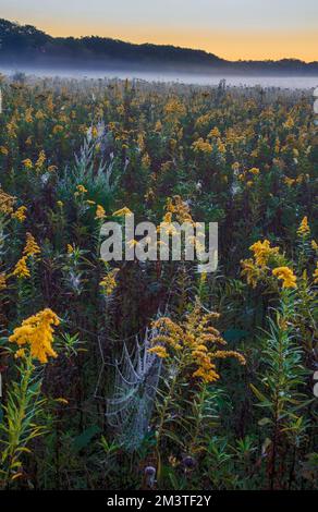 Sunrise sta per diffondersi sulla prateria, Springbrook Prairie Forest Preserve, DuPage County, Illinois Foto Stock