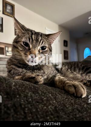 Morphy il gatto di tabby Foto Stock
