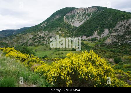 Paesaggio sulle colline meridionali delle alpi , Francia in primavera in una giornata di sole con ginestra gialla in piena fioritura Foto Stock