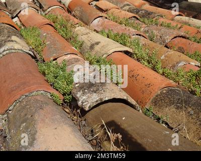 Primo piano di una tessitura insolita sul tetto in tegole rosse di muschio nel sud della Francia Foto Stock