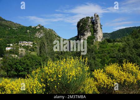 Paesaggio sulle colline meridionali delle alpi , Francia in primavera in una giornata di sole con ginestra gialla in piena fioritura e sperone roccioso Foto Stock