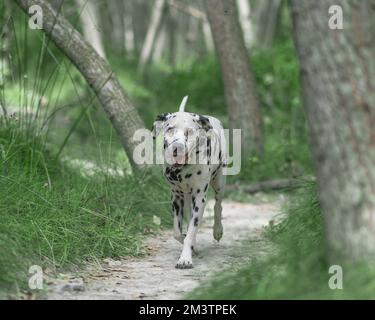 Un bel cane dalmata che cammina su un ponte di legno Foto Stock