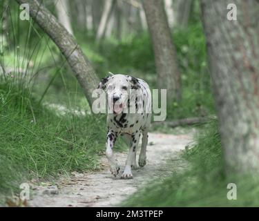 Un bel cane dalmata che cammina su un ponte di legno Foto Stock