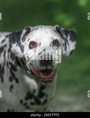 Un bel cane dalmata che cammina su un ponte di legno - colpo verticale Foto Stock