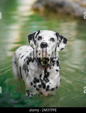 Un bel cane dalmata che cammina su un ponte di legno - colpo verticale Foto Stock