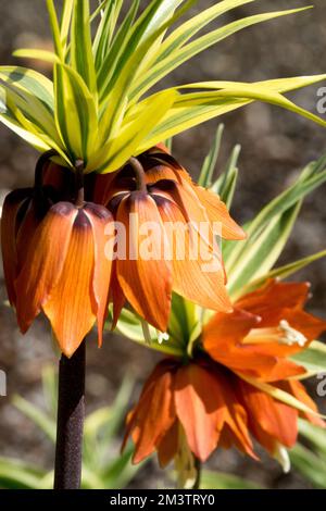 Re Corona Lily, Fritillaria imperialis, Ritratto, Primavera, Stagione, Fritillaria, Fiori, Perenne, pianta, Giardino Foto Stock