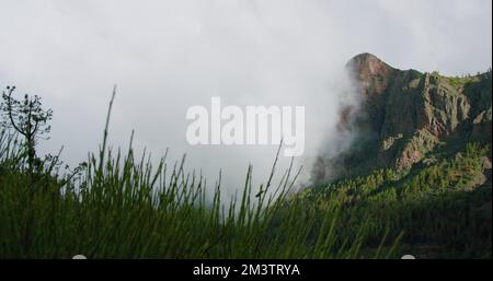 Foresta di conifere nella montagna coperta da fitte nubi di nebbia. Giorno di sole. Parco rurale nazionale del Teide. Tenerife, Isole Canarie, Spagna. Foto Stock