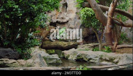 Jaguar prowling e camminando nella giungla Foto Stock